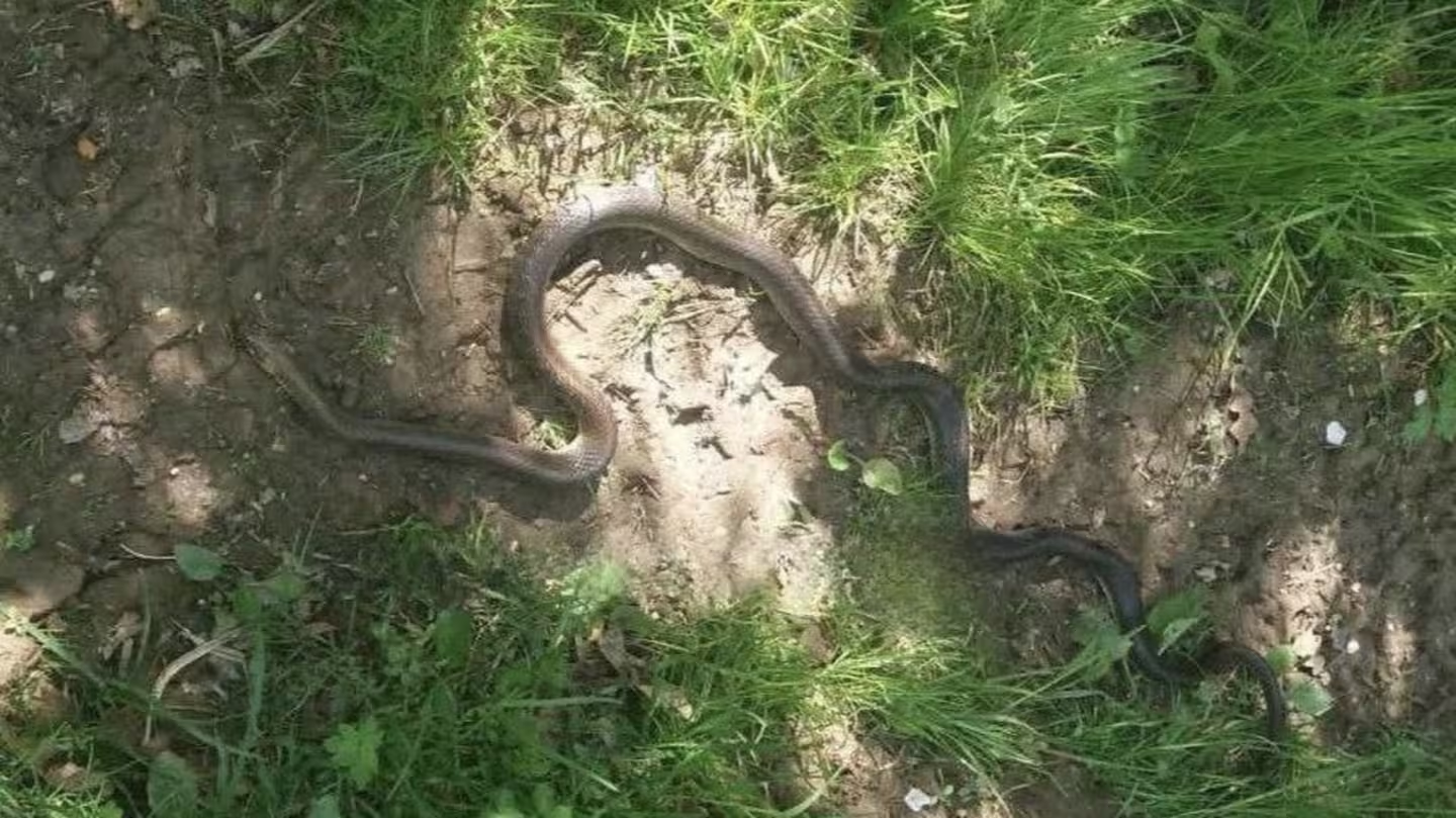 На Закарпатті помітили величезну двометрову змію