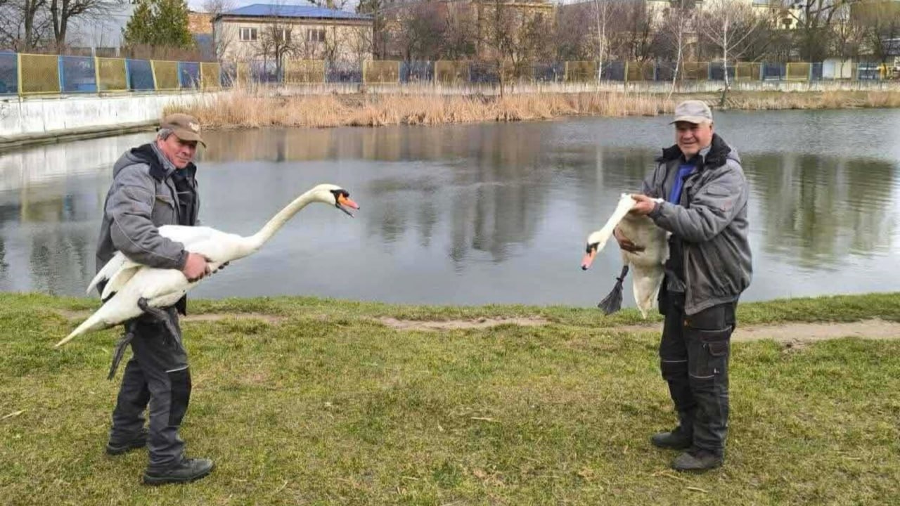 У Львові на озеро після зимівлі повернулися лебеді: фотофакт