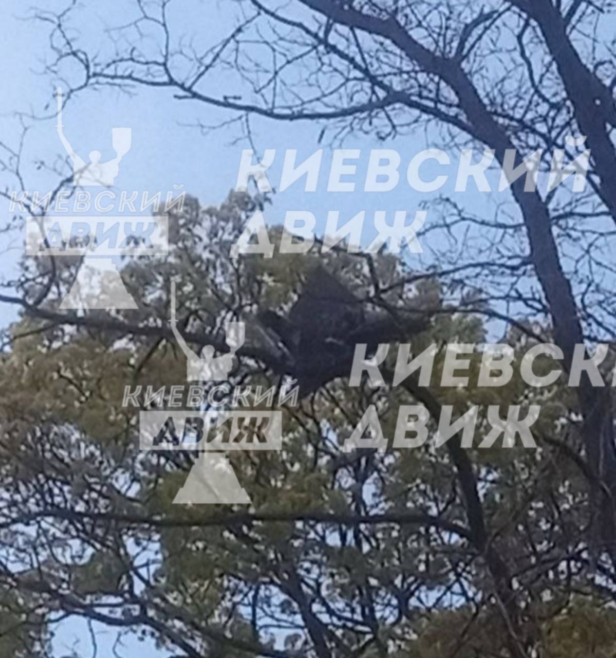 У Києві "шахед" завис на дереві на кладовищі: є перше фото