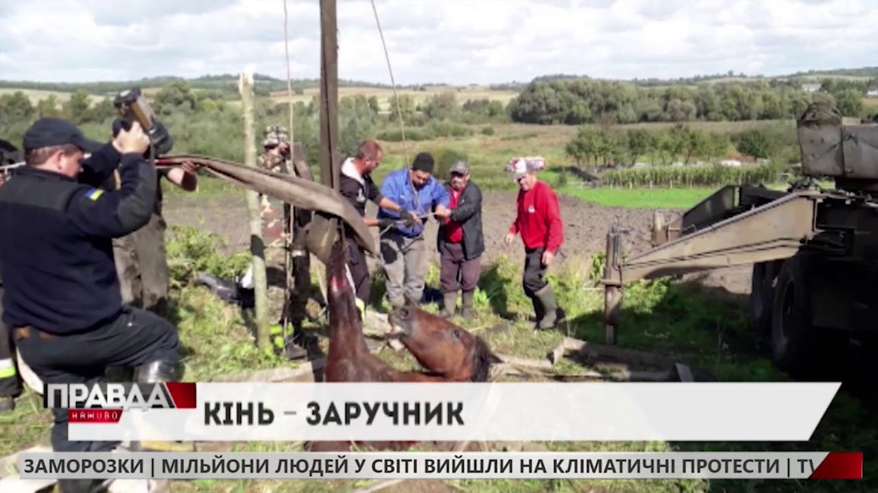 На Львівщині рятувальники витягли з колодязя коня