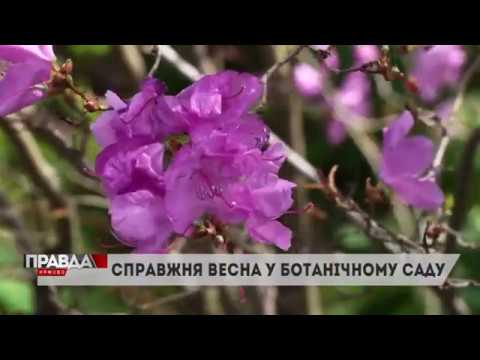 У ботанічному саді розцвіли перші квіти