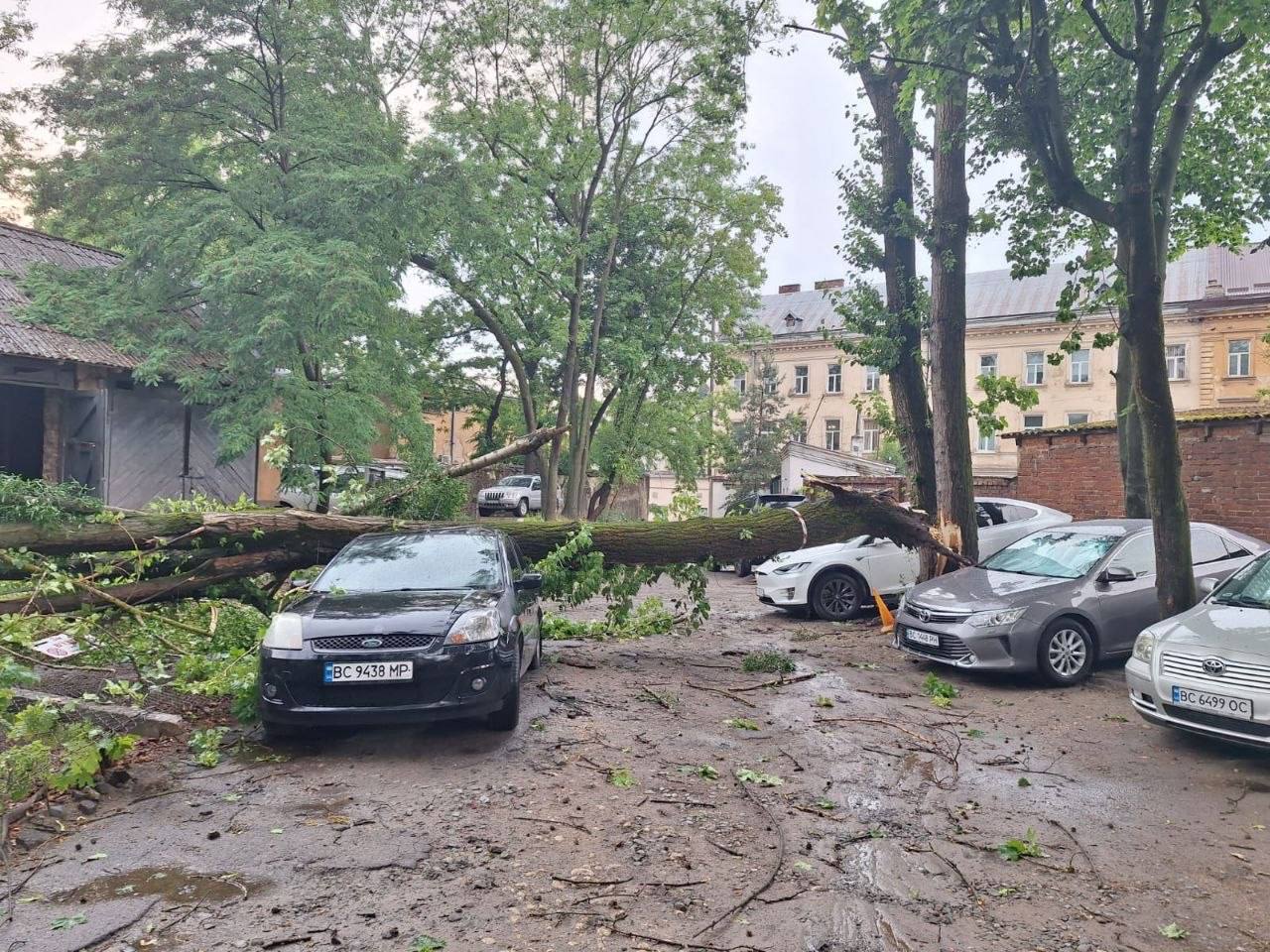 У Львові дерево розтрощило кілька авто: з'явилося відео