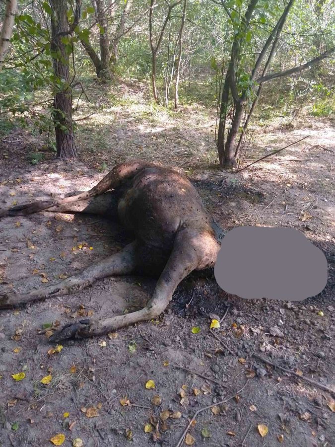 Браконьєри на Львівщині вбили самку червонокнижного лося