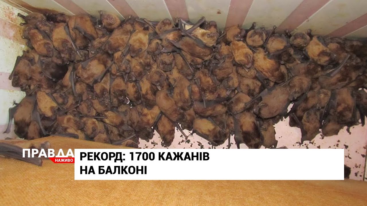На балконі львівської багатоповерхівки 1700 кажанів залягли у зимову сплячку