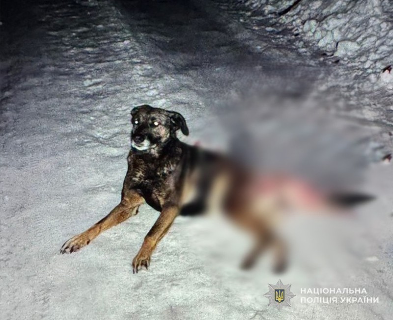 На Львівщині розшукують вбивцю собаки: Тварину розстріляли з дробовика