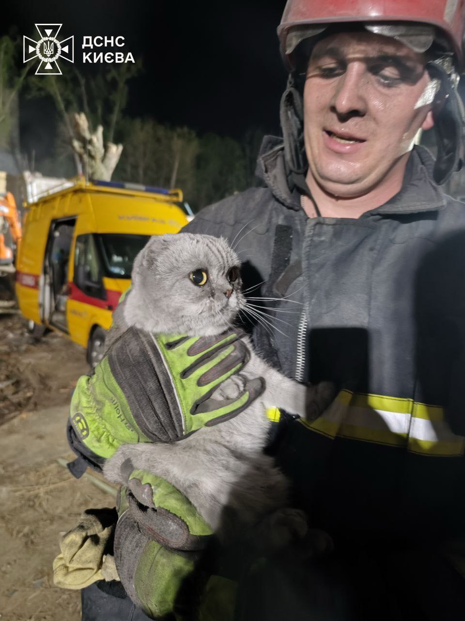 У Києві з-під завалів після ракетного удару врятували двох котиків