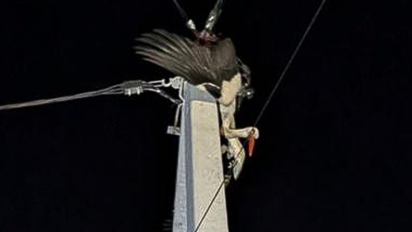 Львівські рятувальники зняли лелеку, який заплутався в електропроводах