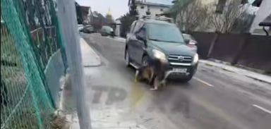 У Львові водій цинічно їхав по собакам: Справою зайнялася поліція (відео)
