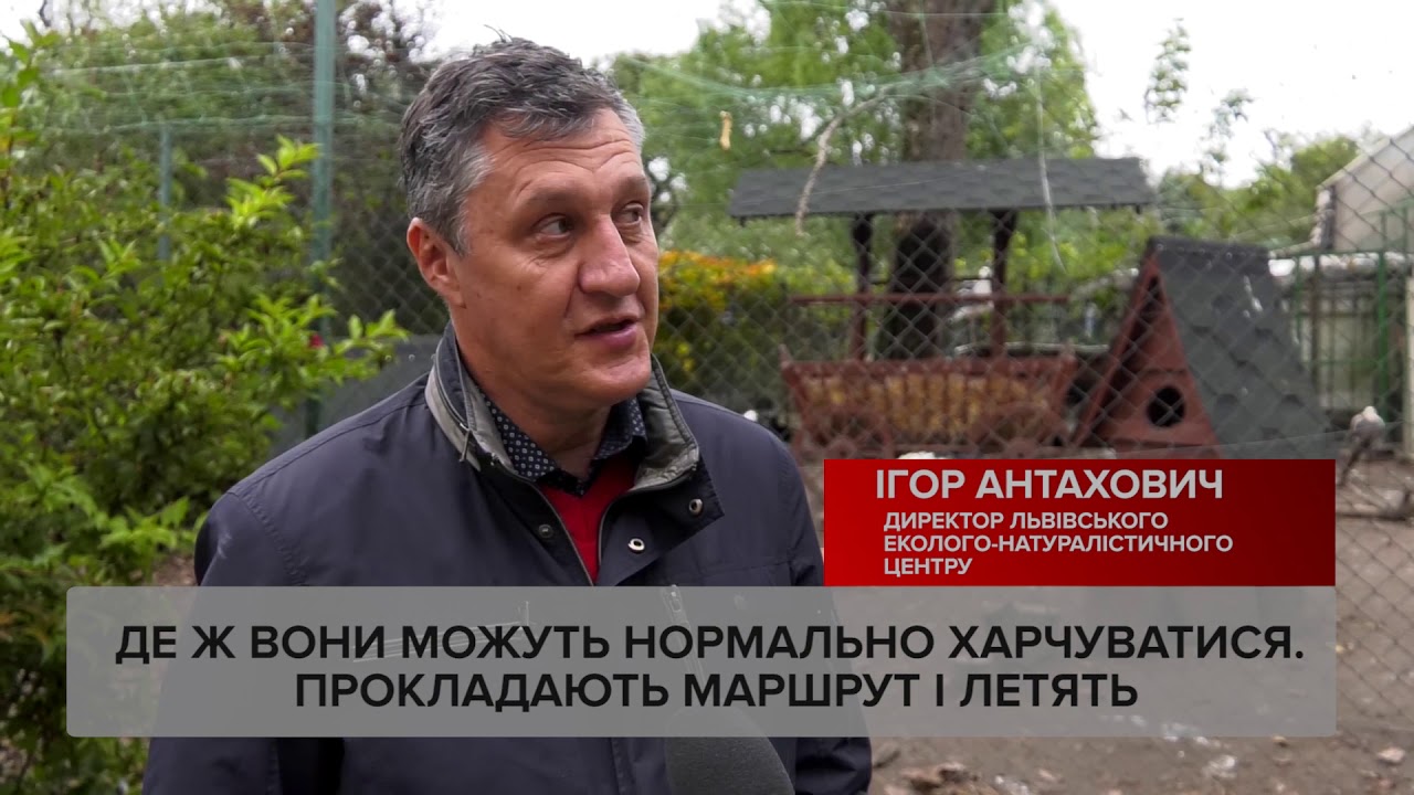 Птахи летять у вирій