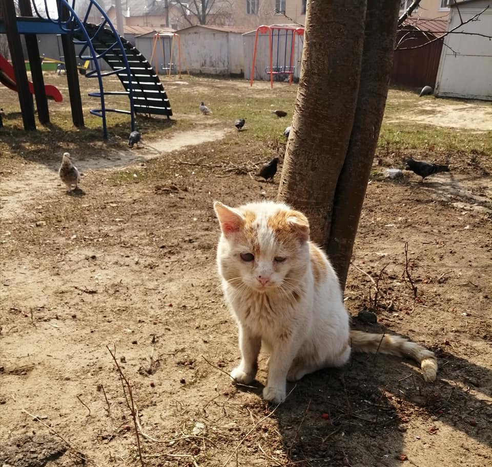 Сергій Жадан опублікував фотографії “печальних” харківських котів, яких залишили господарі