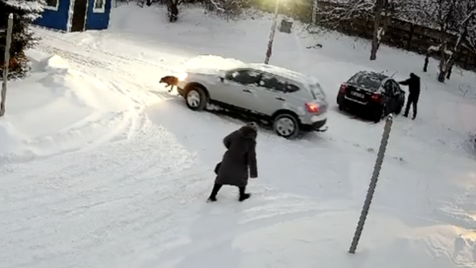 Збив собаку і втік: правоохоронці шукають водія, який наїхав на тварину
