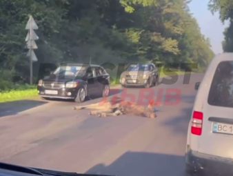 На Львівщині збили лося