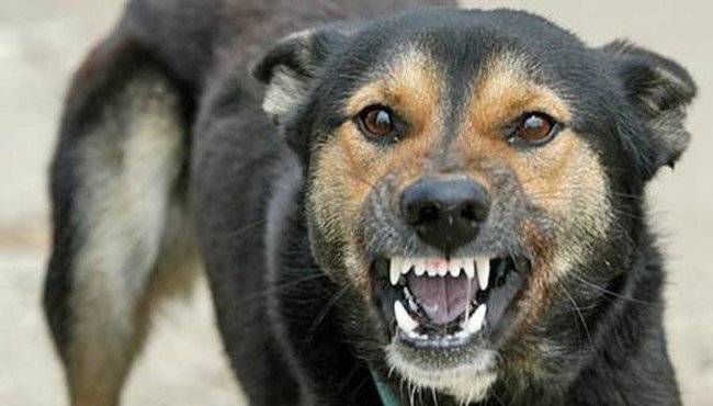 У домашнього собаки у Львові виявили сказ: мешканців закликають до вакцинації тварин