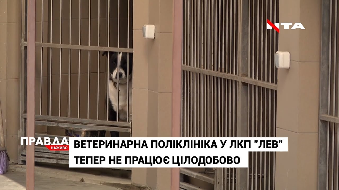 Карантин для чотирилапих: що змінилося для вихованців ЛКП "Лев"