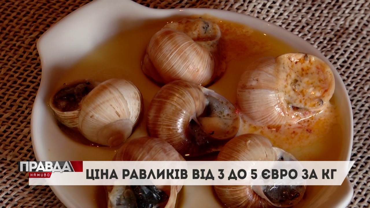 На Львівщині вирощують равликів на експорт