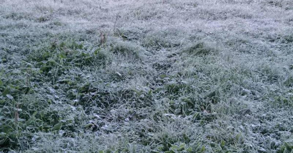 У Львові прогнозують сильні заморозки