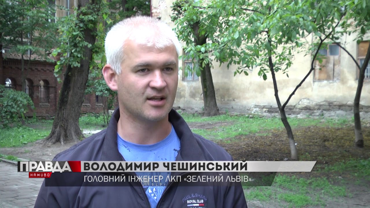 У Львові дерева обрізають до стовбурів