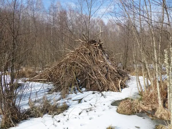 На Волині у нацпарку знайшли гігантську хатку бобра