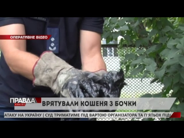 Львівські надзвичайники врятували кошеня