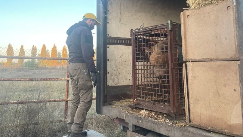 До притулку на Львівщині із Донеччини евакуювали двох ведмедів