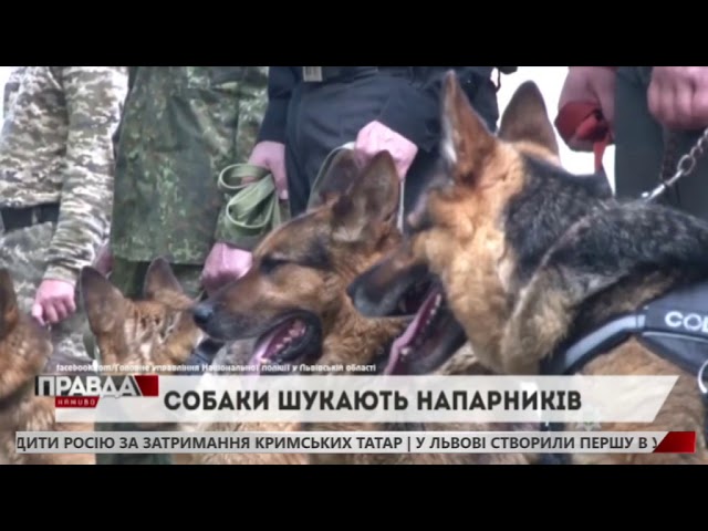 Поліція Львівщини шукає кінологів
