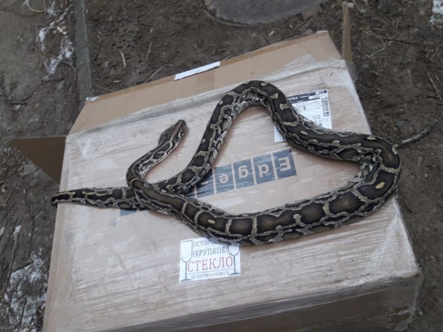 У Чернівцях посеред вулиці знайшли пітона