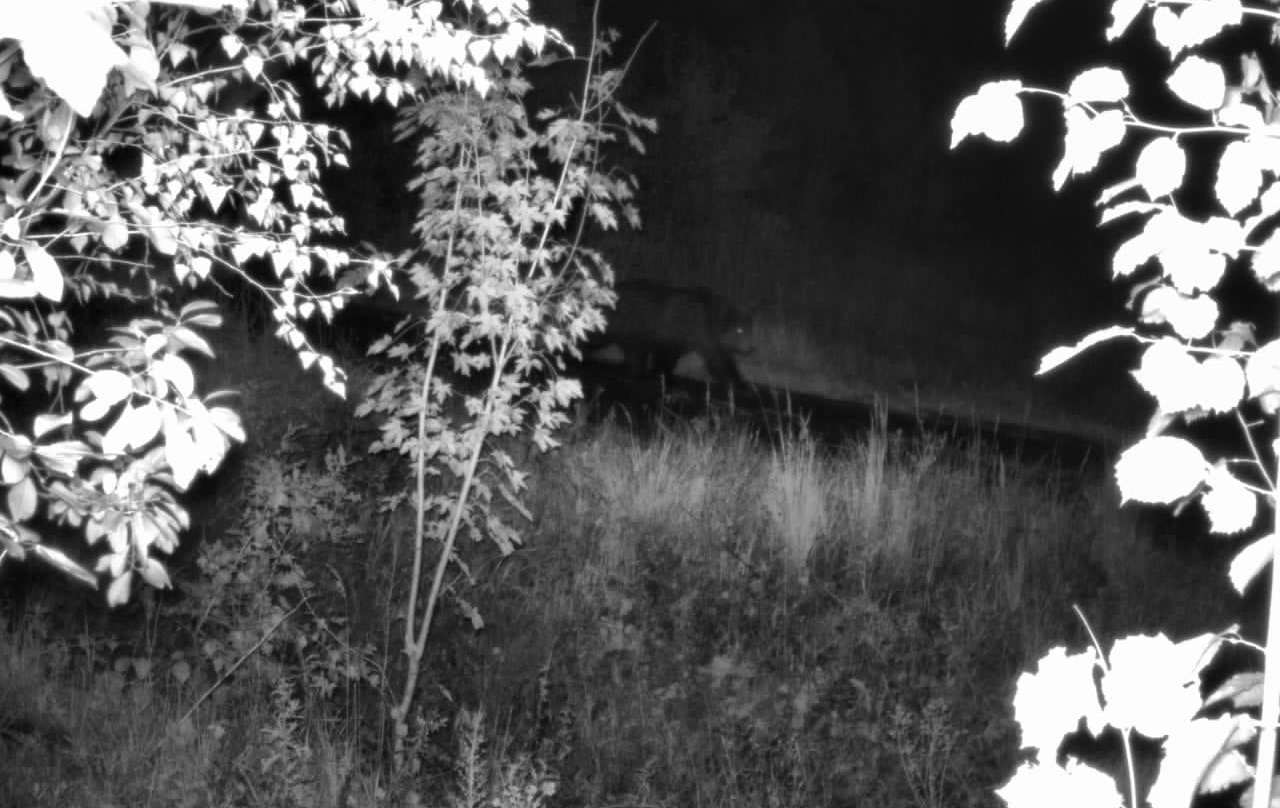 Ішов слідами «нелегалів». На кордоні з Румунією прикордонники "впіймали" дикого ведмедя