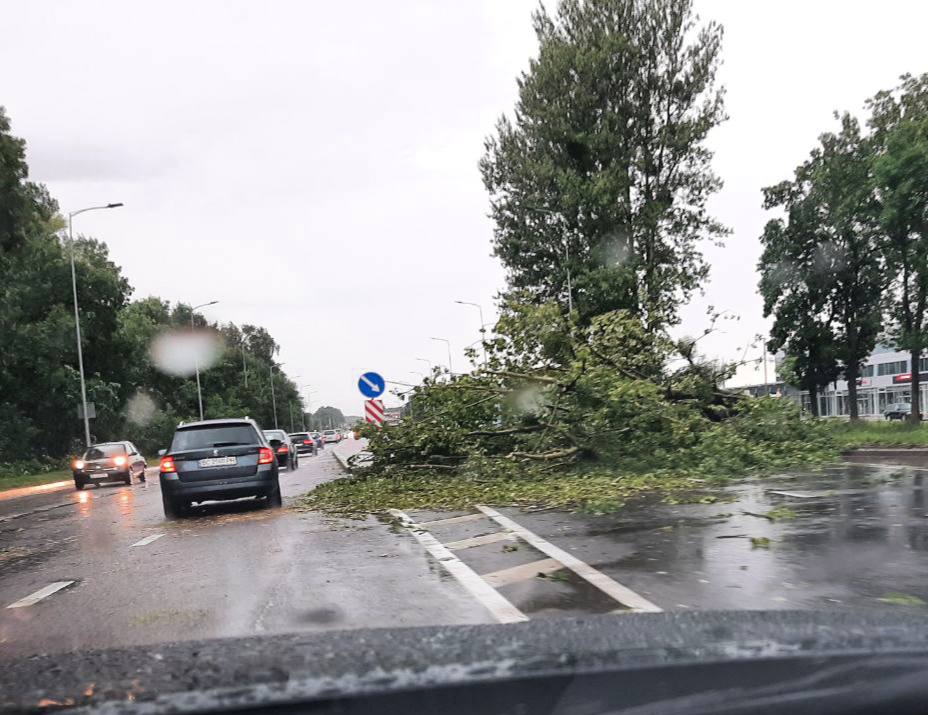 Дерева вириває з корінням: у Львові та області вирує потужний буревій