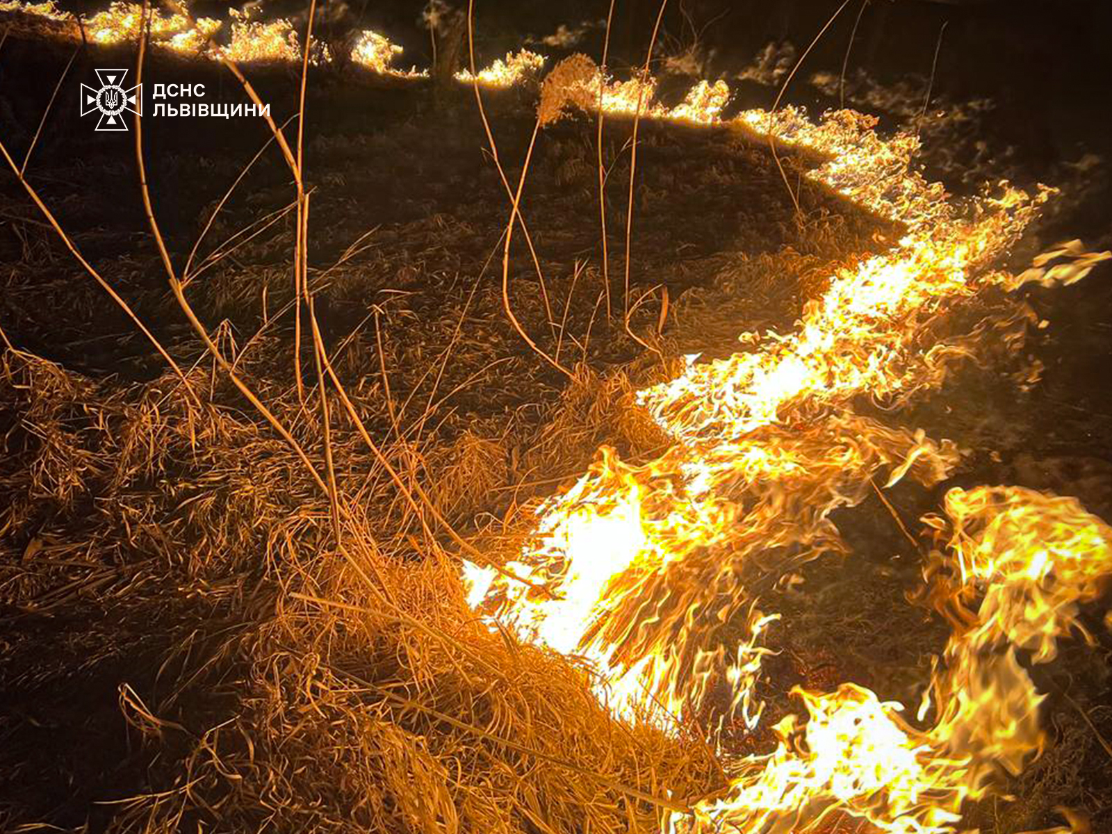 У пожежі сухостою на Львівщині загинула людина