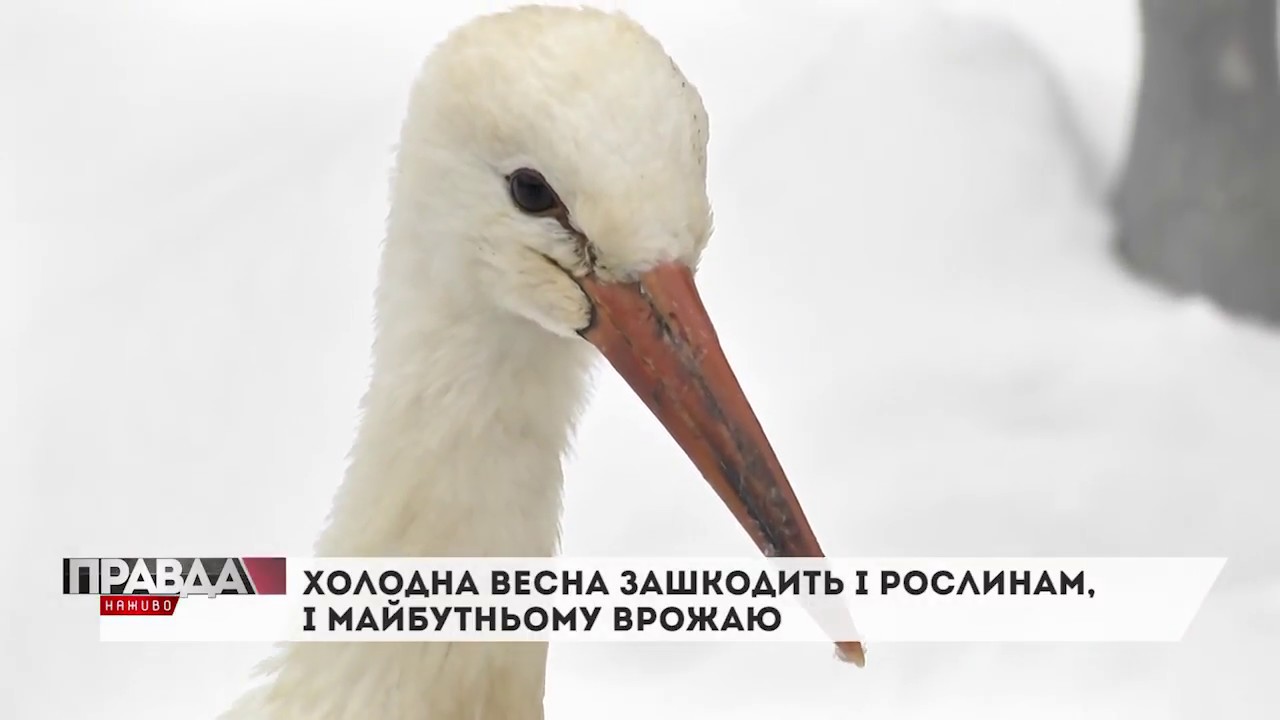 На Львівщину повернулися лелеки
