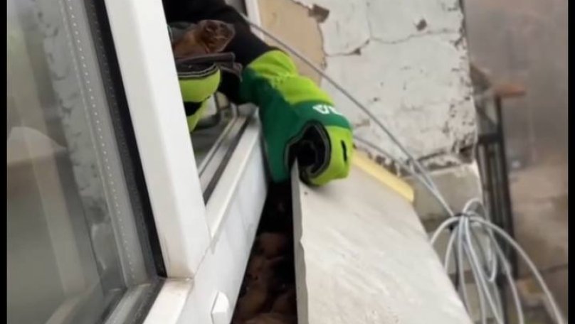 У Львові понад три десятки кажанів витягнули з-під вікон у багатоповерхівках