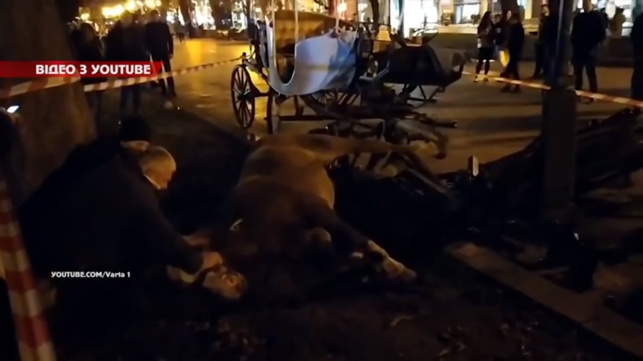 Трагедія із конями у центрі Львова: постраждала дівчина у реанімації