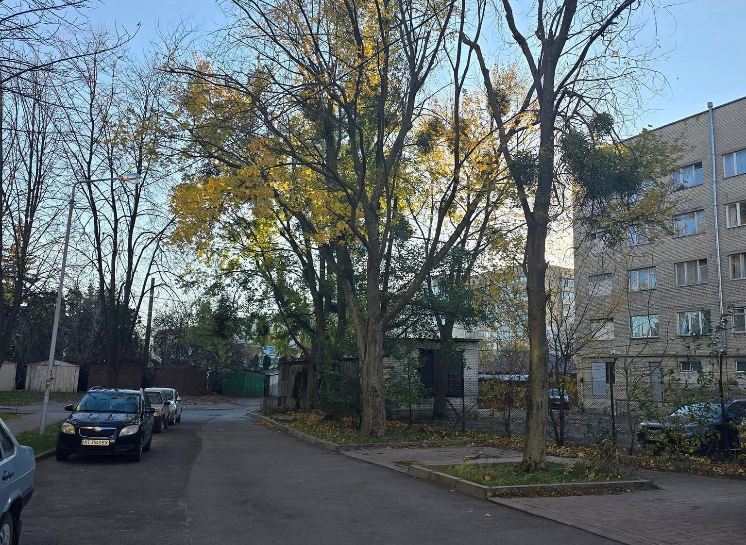 У Львові суха гілка впала на автомобілі і пошкодила їх