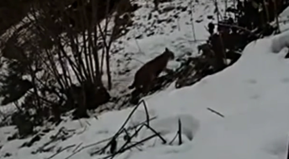 На Буковині у фотопастку потрапила червонокнижна рись (відео)