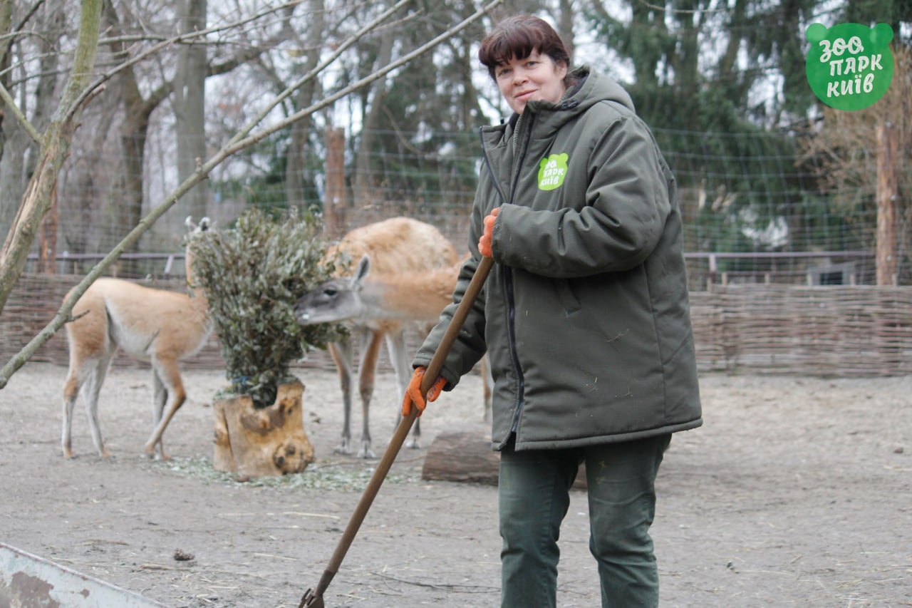 За час війни в Київському зоопарку народилися козенята та котячі лемури