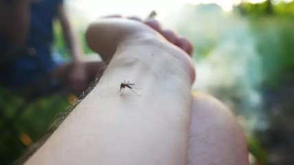 Чому комарі кусають саме вас: медики назвали 5 причин