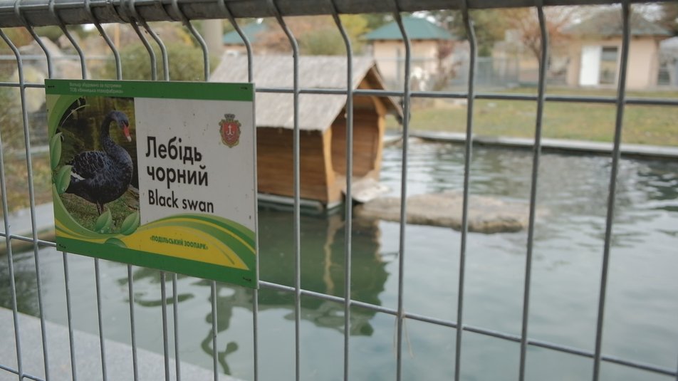 У Вінницькому зоопарку в родині австралійських чорних лебедів народилося четверо пташенят