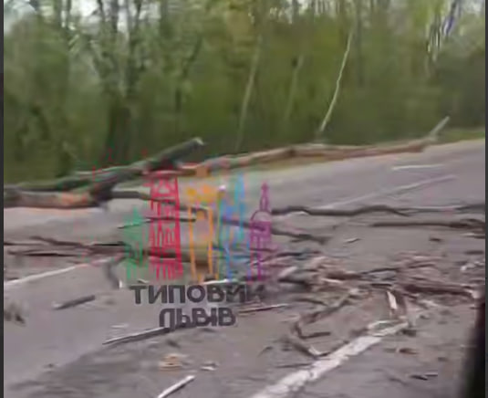 У Львові повалене дерево перекрило дорогу до одного з районів міста (відео)