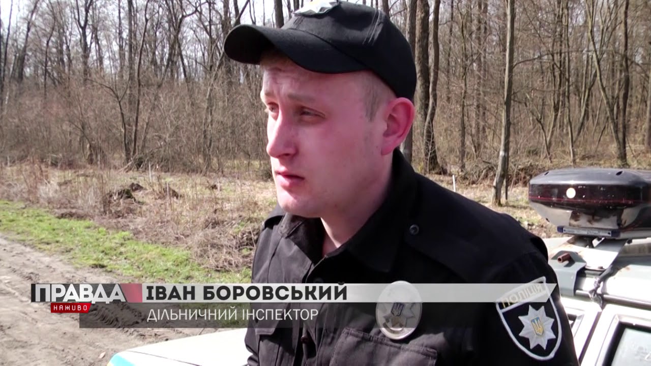 У Великомостівському лісництві розквіт Шафран Гейфеля