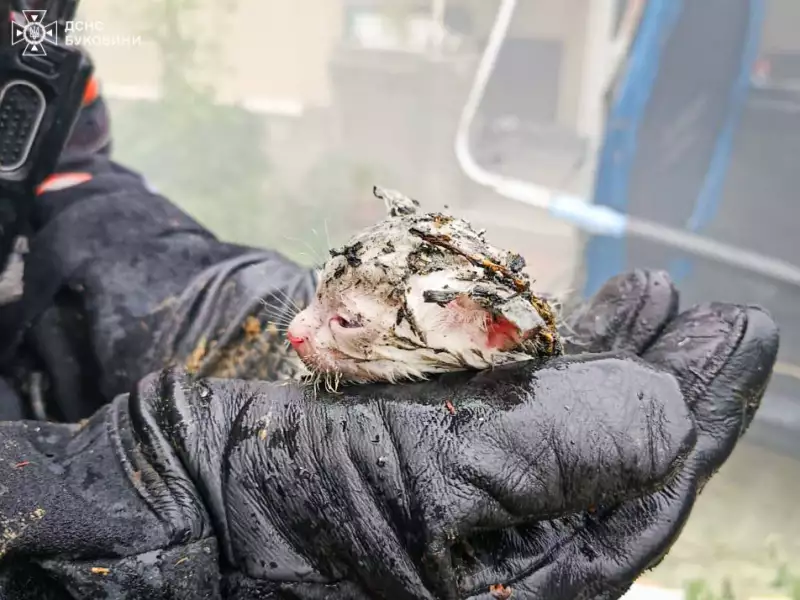Залишились 8 життів: у Чернівецькій області пожежники врятували з вогню кошеня