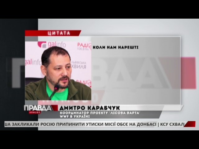 Природозахисники виявили 50 гектарів зрубаного лісу в Карпатах