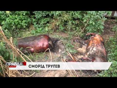 Жахлива знахідка біля домівок шокувала львів'ян