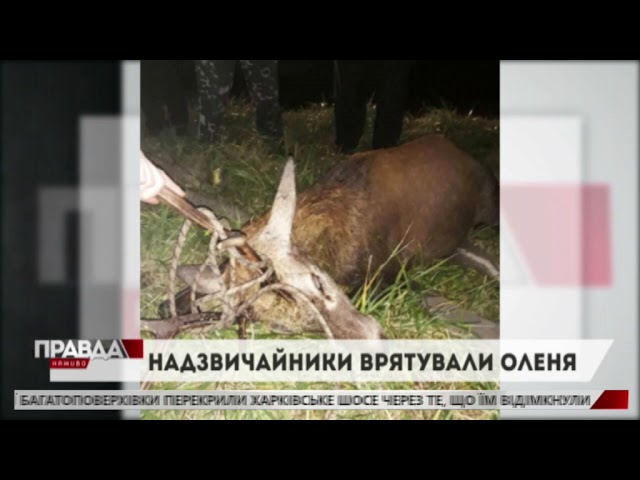 Львівські надзвичайники врятували оленя, якого збив автомобіль