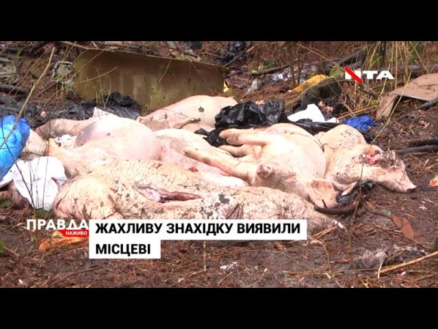 Два десятки мертвих свиней знайшли просто посеред лісу на Львівщині
