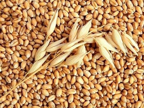 Війна в Україні вже вплинула на 25% світової торгівлі зерновими