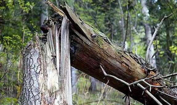 На Львівщині внаслідок падіння дерева загинув 18-річний хлопець