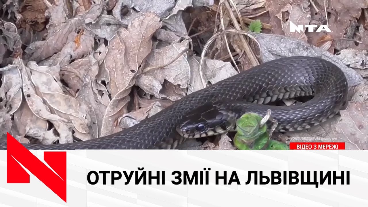 Львівщину атакують отруйні змії: як вберегтися