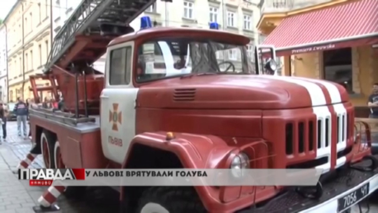 Надзвичайники врятували голуба