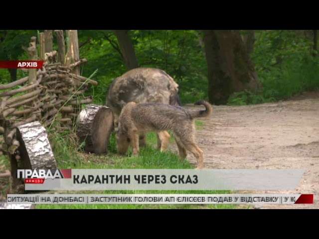 ЛКП «Лев» таки закриють на двомісячний карантин