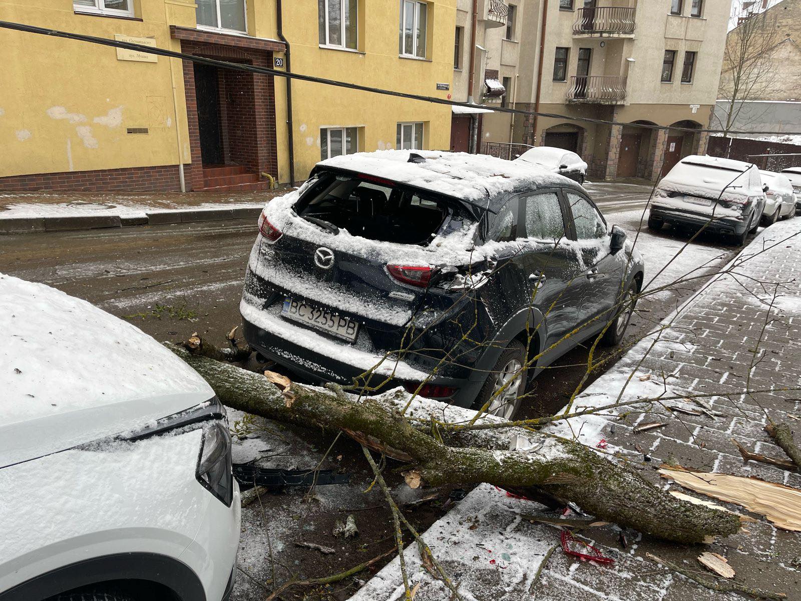 У Львові вирує негода: дерева падають на автомобілі (фото)